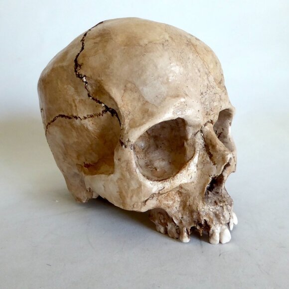 NEW ARTISAN HANDCRAFTED REALISTIC HUMAN SKULL HALLOWEEN PROP ODDITY - Picture 1 of 11